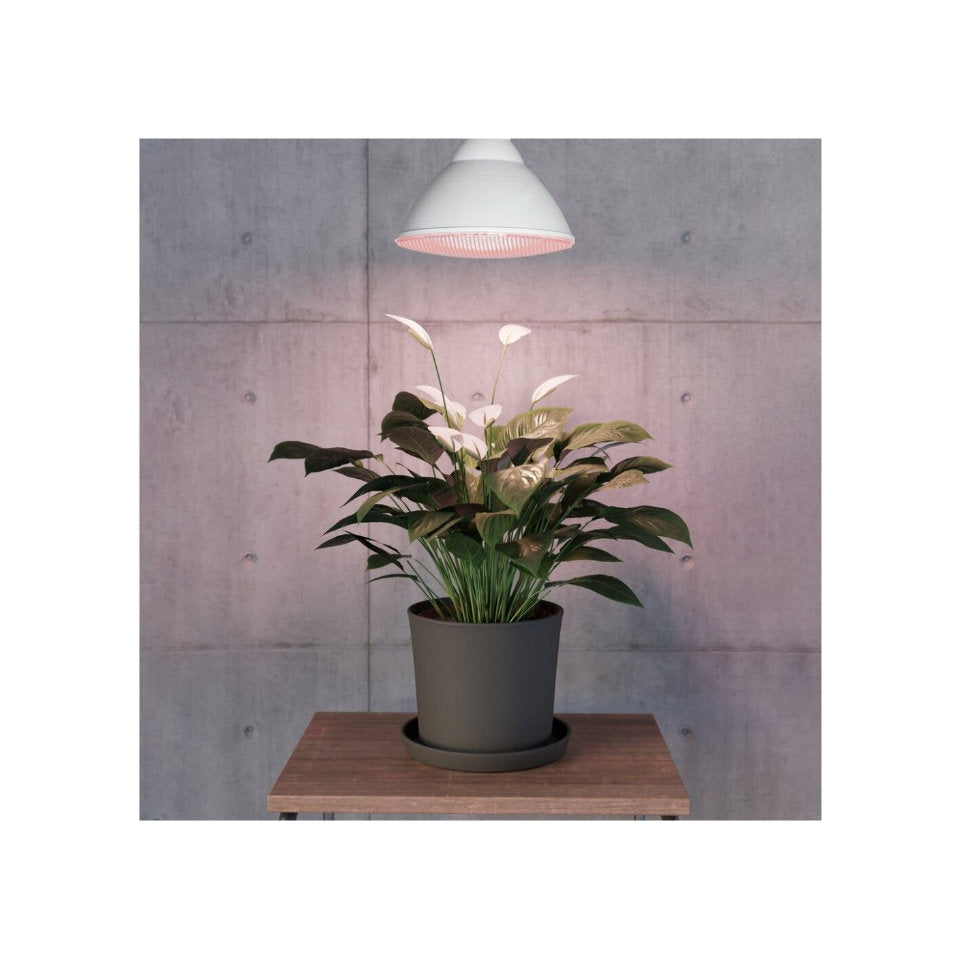EGLO LED Vækstpære 16W 1200lm Hvid E27