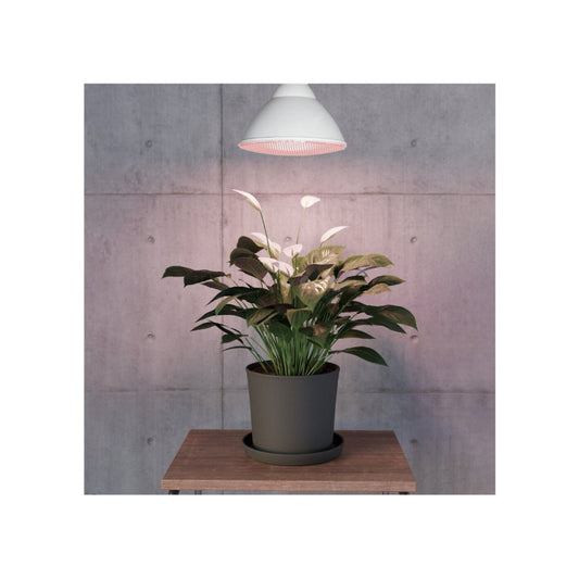 EGLO LED Vækstpære 16W 1200lm Hvid E27